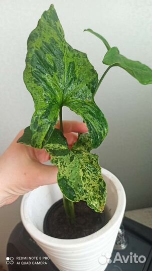 Сингониум Моттлед