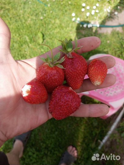 Рассада клубники. Азия, чёрный принц, фестивальная