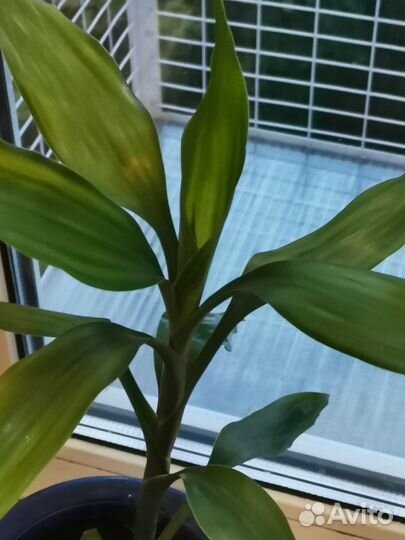 Драцена + бесплатная доставка