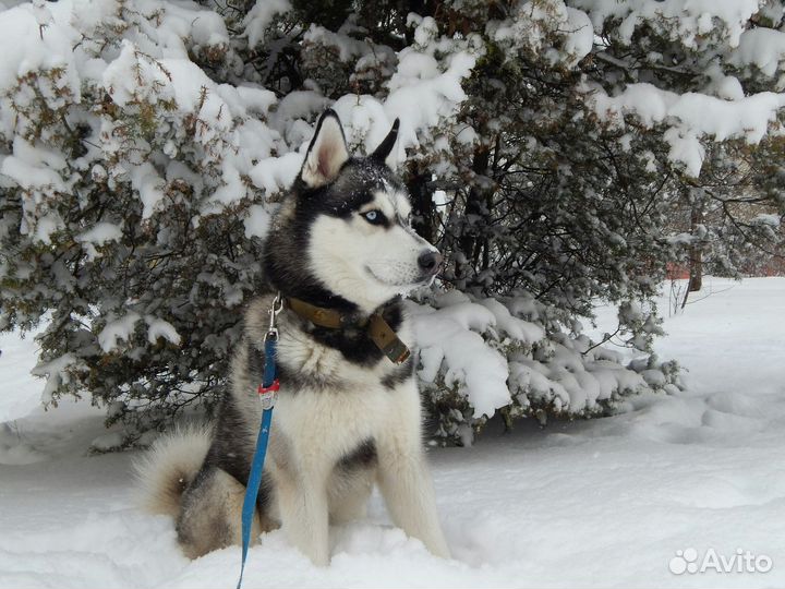 Кобель для вязки