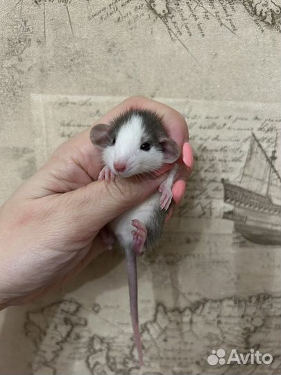 Крысята Дамбо девочки