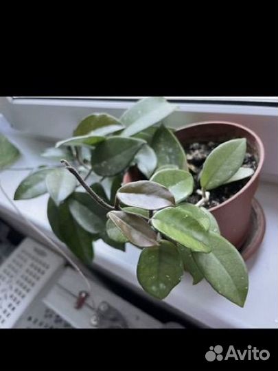 Много цветов