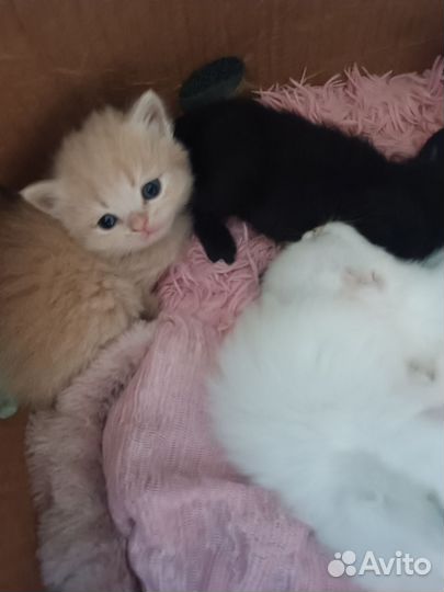 Кошки