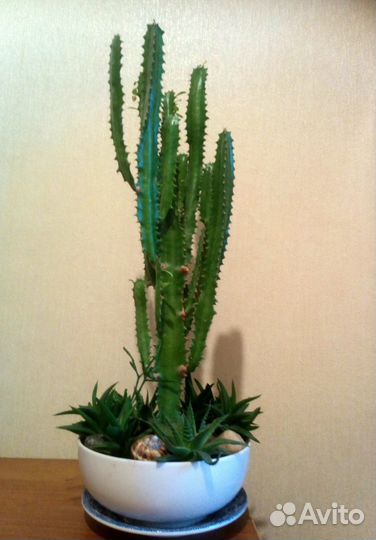 Композиция из суккулентов