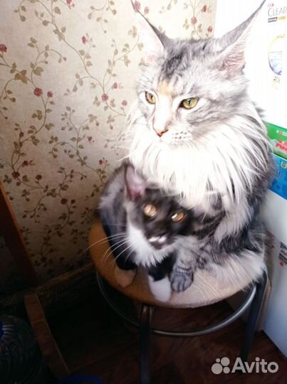 Котята мейн-кун