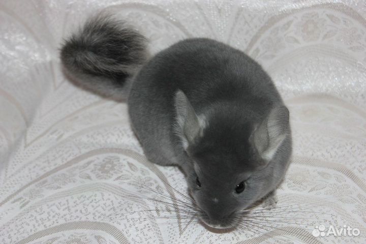 Шиншиллы / питомник