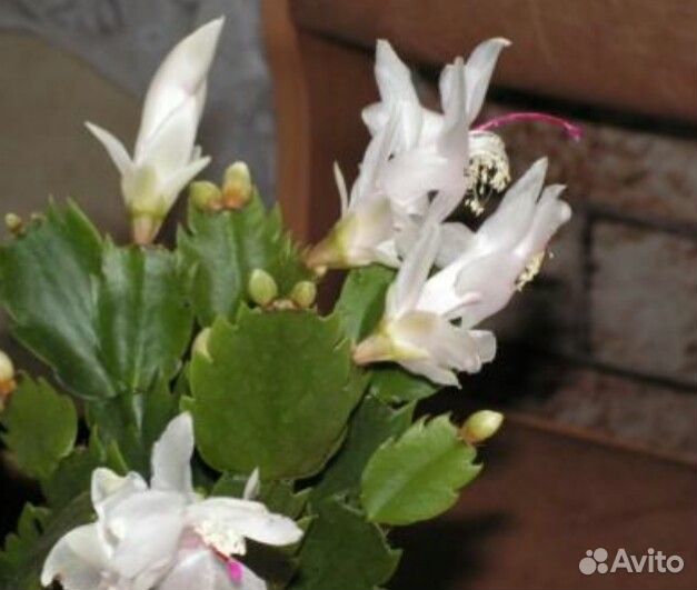 Рипсолидопсис белый и красный