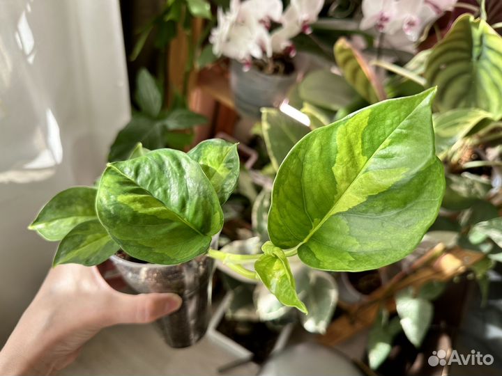 Сциндапсус, филодендрон