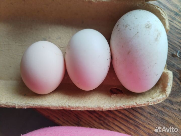 Домашние куриные, утиные и гусиные яйца