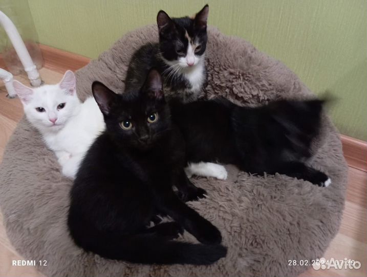 Кошки в добрые руки бесплатно