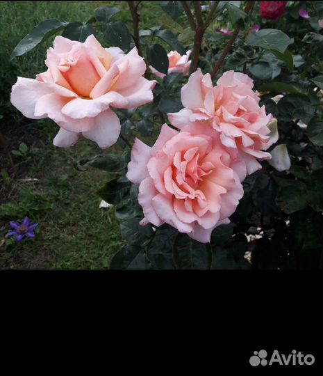 Компэшн очень ароматная плетистая роза