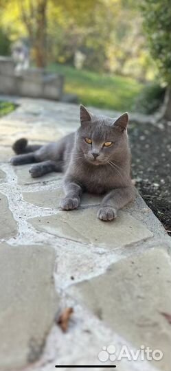Кошка в добрые руки бесплатно
