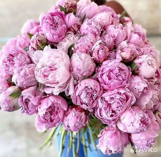 Пионы Букет пионов Доставка цветов