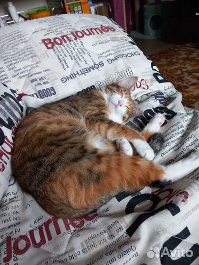 Кошка 1,5 года бесплатно