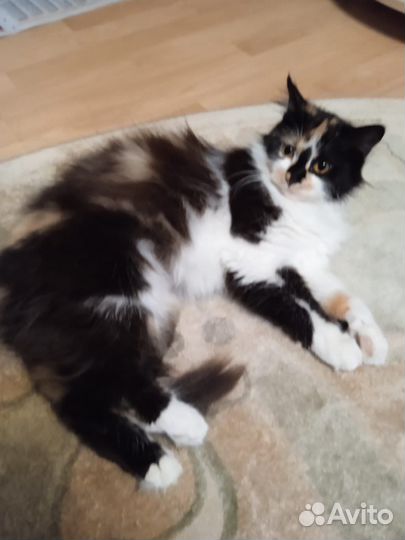 Молодая стерилизованная кошка ищет дом