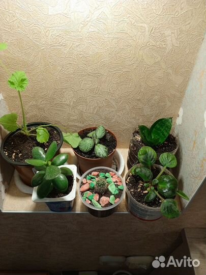 Набор цветочков