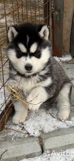 Щенки сибирской хаски