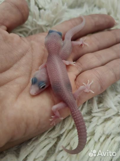 Геккон эублефар