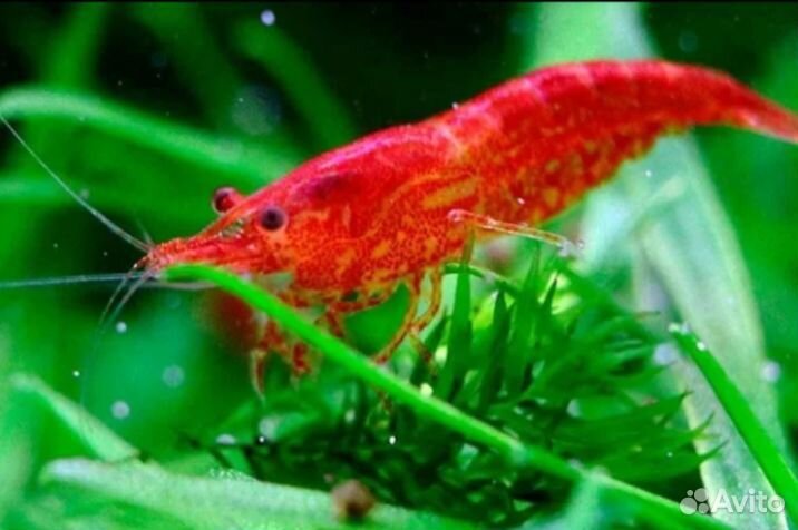 Малëк анциструса