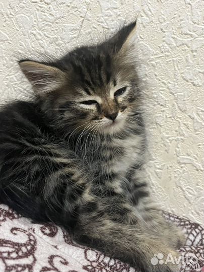 Отдам котенка в добрые руки)
