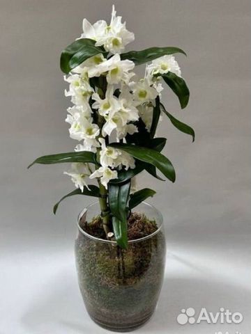 Белоснежная орхидея дендробиум Доставка