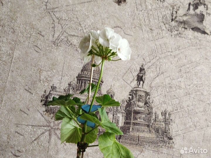 Пеларгония герань