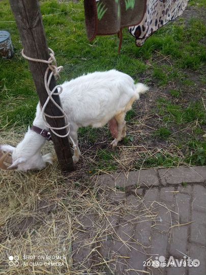 Дойные козы