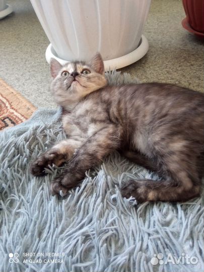 Котёнок девочка будет два месяца