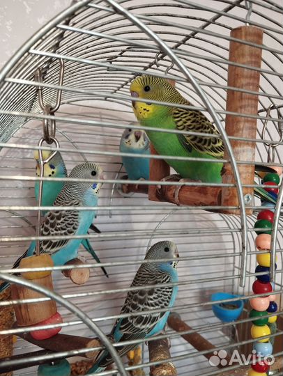 Птенцы волнистых попугайчиков