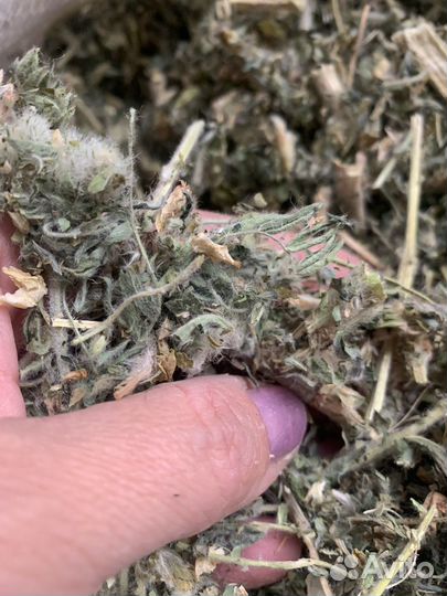 Астрагал 100 грамм - царская трава