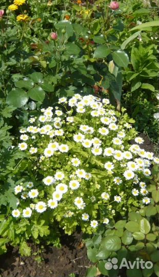 Флоксы,хосты, лилии, клематисы