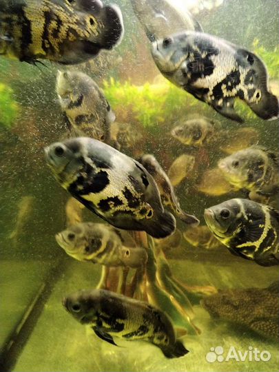 Аквариумые рыбки