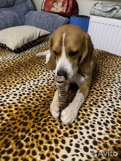 Выгул собак. Передержка