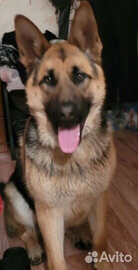 Овчарка кобель