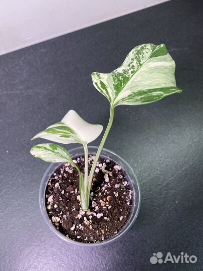 Монстера вариегатная альба