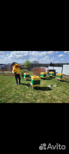 Пчелы Карника