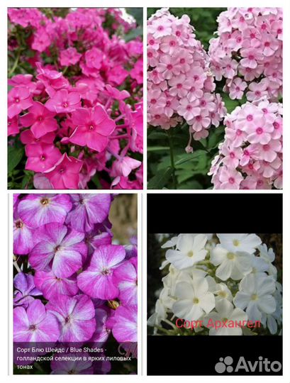 Цветы садовые Разные виды