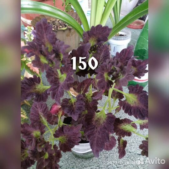 Продаю комнатные цветы