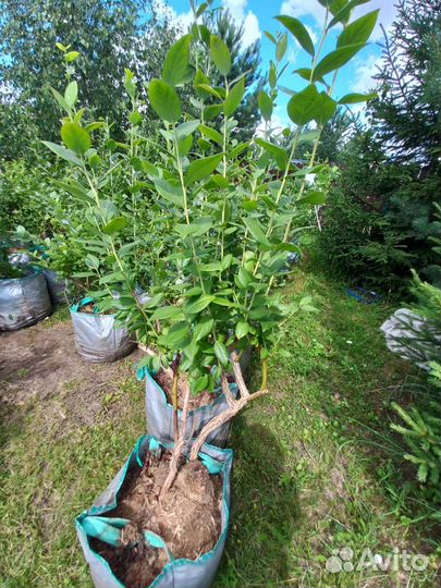 6 ти летние саженцы голубики