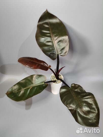 Филодендрон блек кардинал