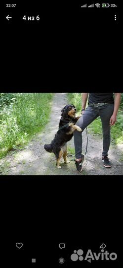 Хорошенькая собачка ищет лучший дом