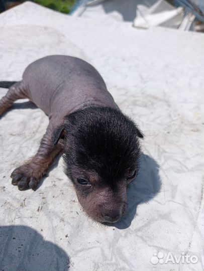 Чудо собачки щенки ксоло девочка и мальчик