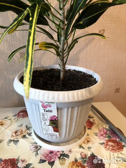 Кротон Банана Еллоу