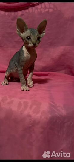 Девочки канадские