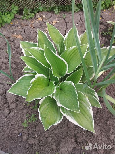 Хоста растение