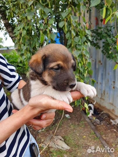 Очень милый щеночек, 1 месяц, бесплатно
