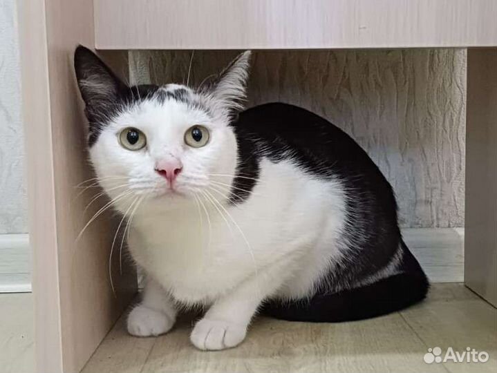 Кошка нужен дом