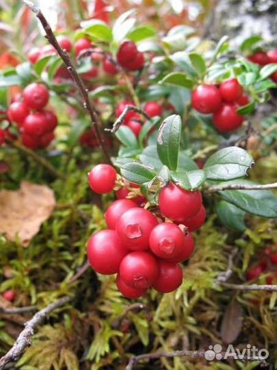 Земляника ягоды черника лесная