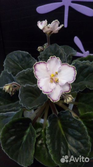 Сортовые фиалки