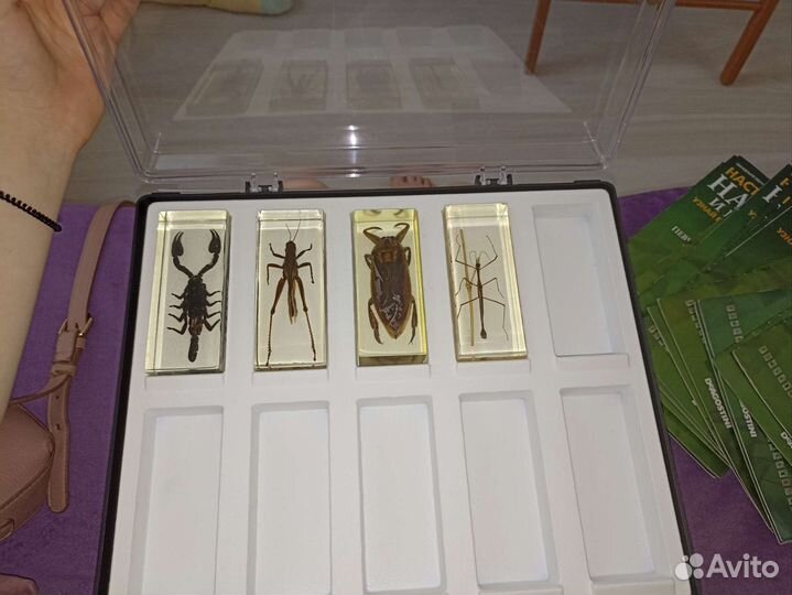 Насекомые и их знакомые